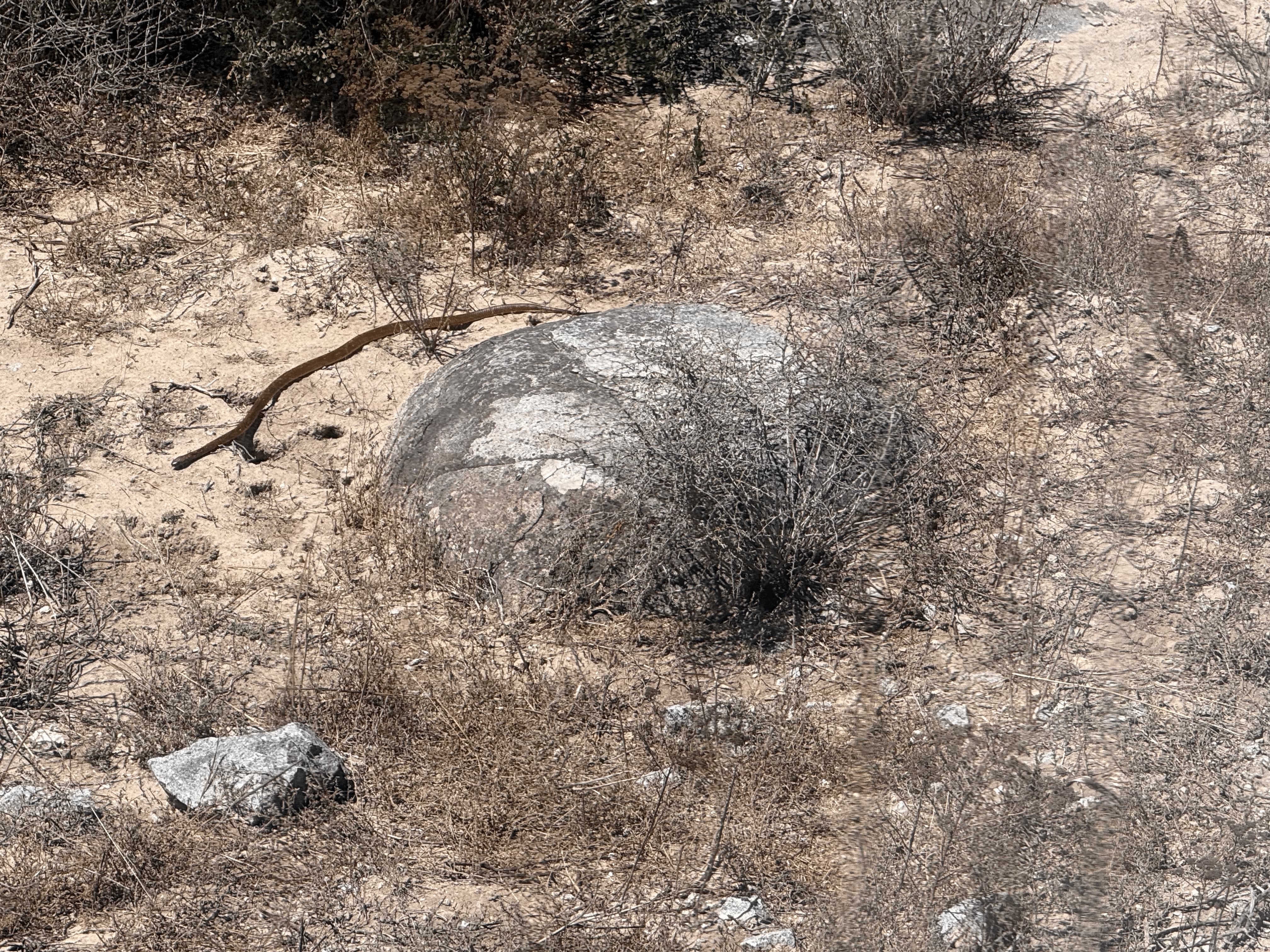 Cape Cobra near boulder on the Daisy Walk