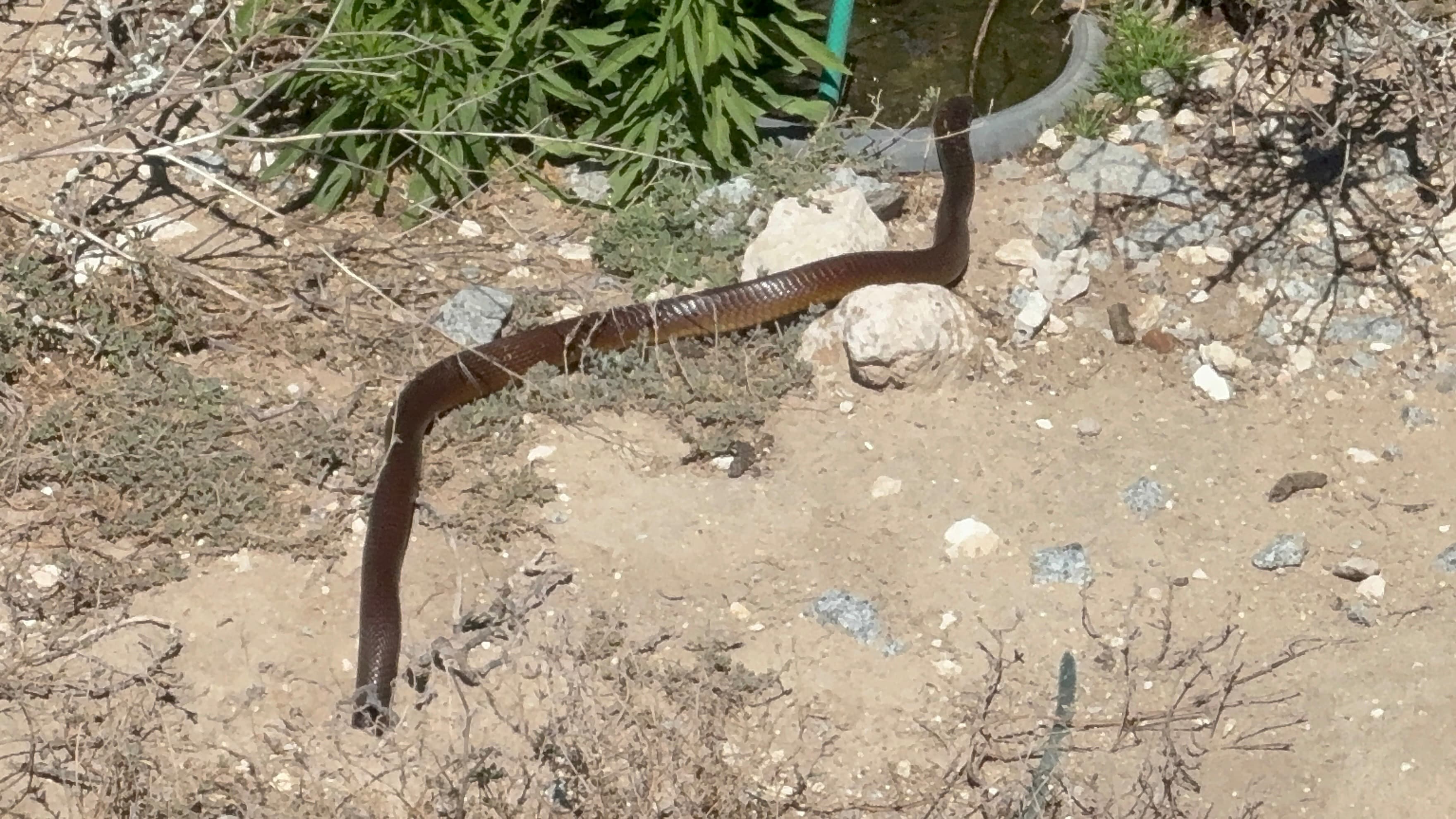 Cape Cobra moving through open ground on the Daisy Walk