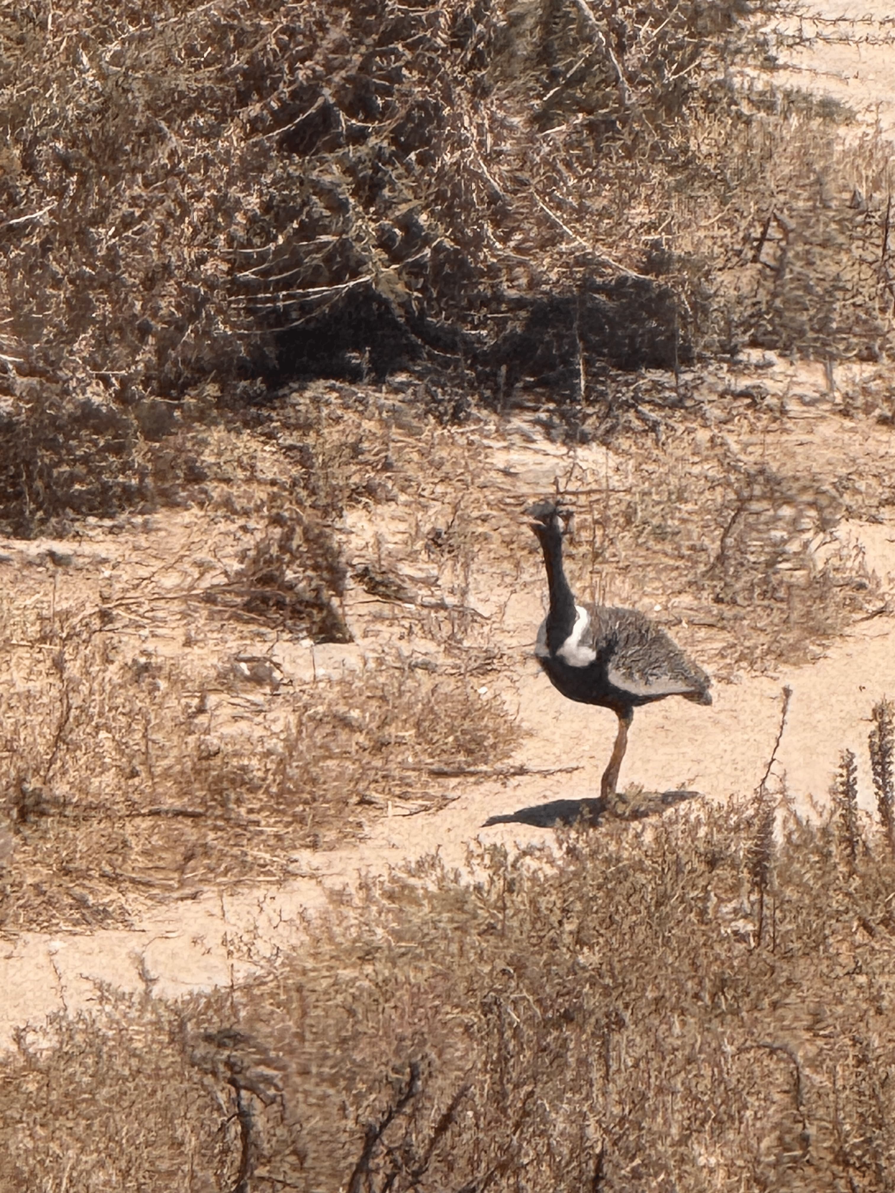 Southern Black Korhaan in fynbos near Langebaan
